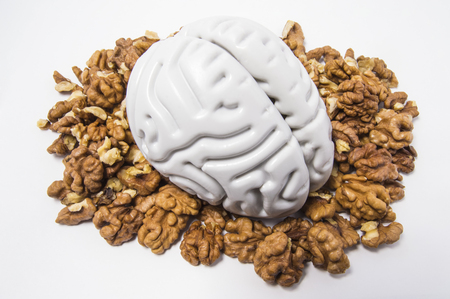 Shape of human brain is surrounded by walnut kernels.