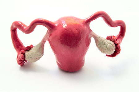 Anatomy of uterus, fallopian tubes and ovaries on example of anatomical model of female genital organ. Concept for study of anatomy of uterus and appendages, illustration of female reproductive systemの写真素材