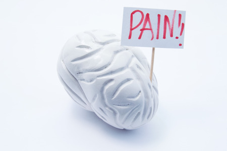 Anatomical model of brain with placard with inscription pain is on white background. Concept photo of headache pain symptoms and syndromes in brain and head in diseases and pathologies like migraineの写真素材