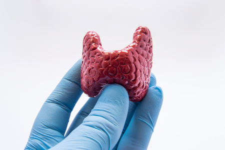 Doctor holds in hand, dressed in latex glove, anatomical model of human thyroid. Photos describing protection and care, diagnosis and treatment of thyroid gland by patient and doctor, nurseの写真素材