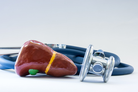 Liver near the stethoscope as a symbol of a health of organ, care, diagnostics, medical testing, treatment and prevention of diseases and pathology of the liver as digestive organ concept photoの写真素材
