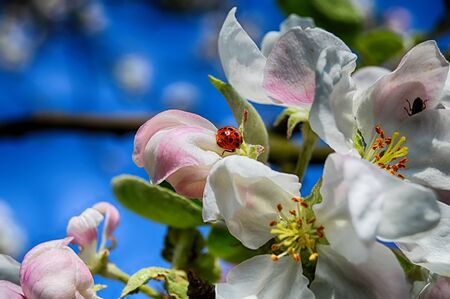 Ladybug on the apple blossomの写真素材