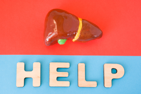 Liver with Help word. Anatomical model of liver and gallbladder is on red background, below letters that make word Help on blue background. Medical care, diagnosis, treatment for organの写真素材