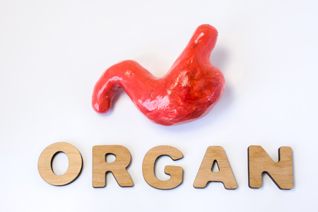 Stomach is organ of human or animal concept photo. Stomach or gastric near volume letters composing word organ on light background. Visualization of gastric organ for medicine, biology, anatomy, studyの写真素材