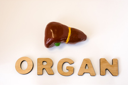 Liver is organ of human or animal concept photo. Liver and gallbladder lies near volume letters composing word organ on light background. Visualization of organ for medicine, biology, anatomy, studyの写真素材