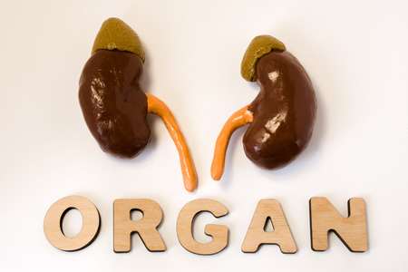 Kidney is organ of human or animal concept photo. Kidney and adrenals lies near volume letters composing word organ on light background. Visualization of organ for medicine, biology, anatomy, studyの写真素材