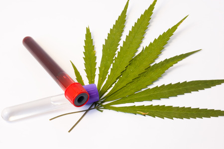 Laboratory test tubes with blood sample and other biological fluids are on green leaves of cannabis. Testing for presence of marijuana in blood in laboratory, research marijuana in medicineの写真素材