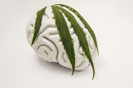 The figure of the human brain, covered with a green leaf on top of medical cannabis. The idea for the characteristics of marijuana addiction or use of marijuana in neurology or neuroscienceの写真素材