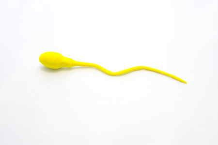 Enlarged figure of human spermatozoon or male sperm cell on white background. Model for  study in...