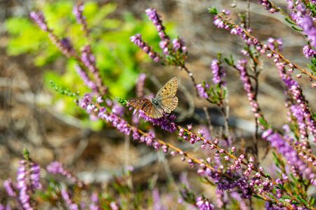 The moth or butterfly sitting on a branch with flowering heather with blurred thickets of this plant in the background. Summer photo nature of forests and fields of the central part of Europeの写真素材