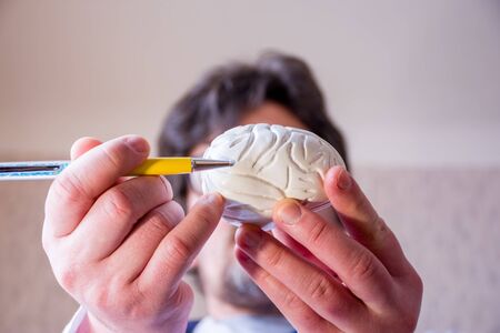 Doctor on defocused background holds in his hand anatomic model of human brain, pointing with pen in hand on brain in foreground. Localizing pathology, illness or problems with this neurological organの写真素材
