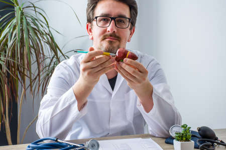 Doctor at workplace in office during appointment looks into camera, shows patient anatomic model of liver with focus on hand with organ. Professional medical diagnosis diseases of liver diseasesの写真素材