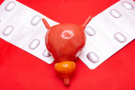 Plastic model of urinary bladder that might be used for students to study on red background with pills to treat it. Medicine study facilities conceptの写真素材