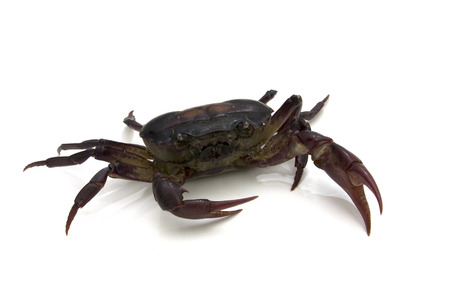 When we consider field crab nearby  It looks like a monster 