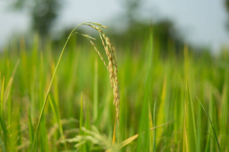Field rice in Thailand  Thai people eat rice and has field rice near home の写真素材