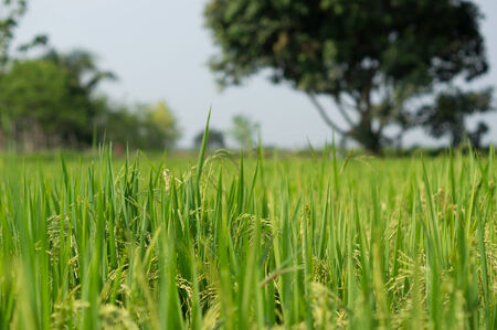 Field rice in Thailand  Thai people eat rice and has field rice near home の写真素材