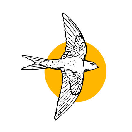Swift bird flying. hand drawn illustration. black line drawing on white backgroundのイラスト素材
