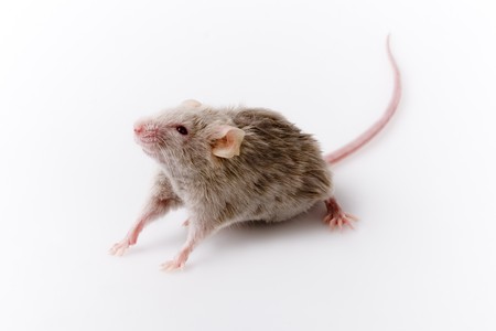 White mouse 