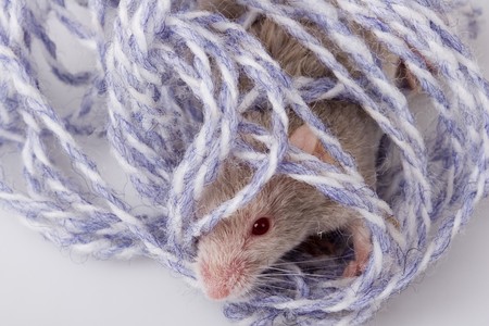 White mouse の写真素材