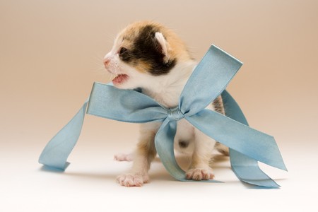 Child catの写真素材