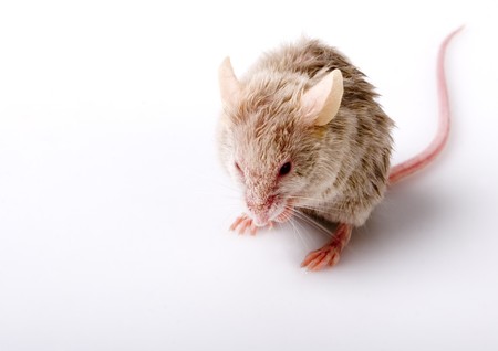 Grey mouse