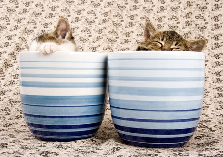 Two child cats