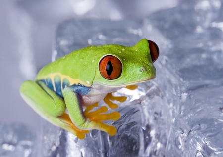 Red eyed tree frogの写真素材