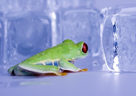 Red eyed tree frogの写真素材