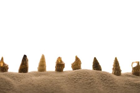 Shells in a row