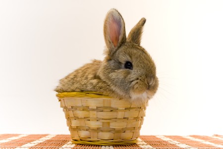 Rabbitの写真素材