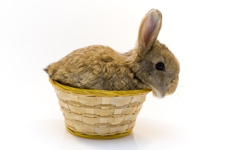 Small rabbit