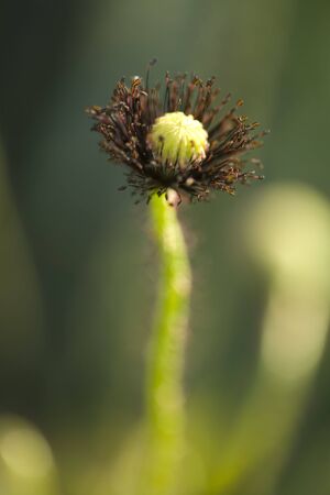 Poppyの写真素材