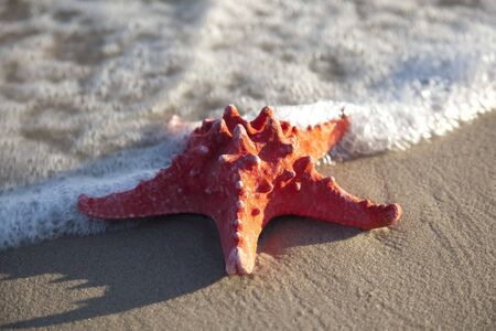 Starfish on beach