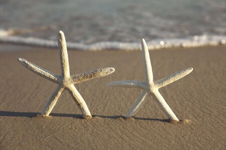 Starfish on beach