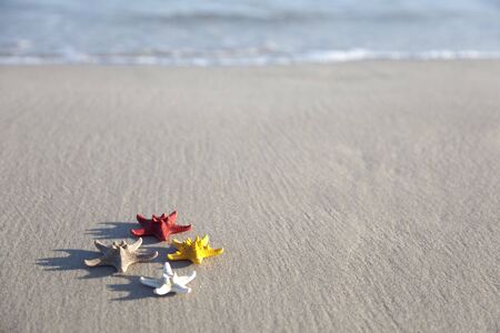 Starfish on beachの写真素材