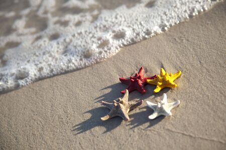 Starfish on beachの写真素材