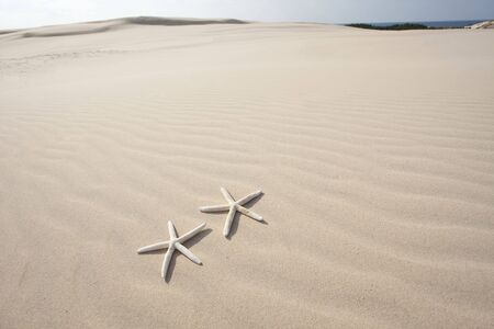 Starfish on Sand dune