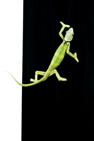 Beautiful big chameleon sitting on a black backgroundの写真素材