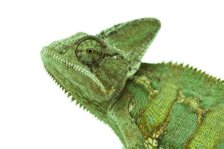 Beautiful big chameleon sitting on a white backgroundの写真素材