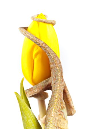 Big chameleon sitting on a flowerの写真素材