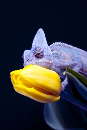 Beautiful big chameleon sitting on a flowerの写真素材