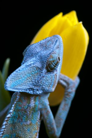 Beautiful big chameleon sitting on a flowerの写真素材