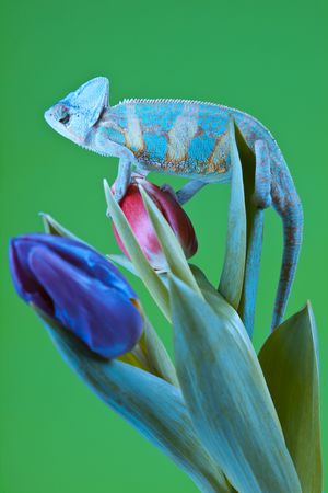 Big Chameleonの写真素材