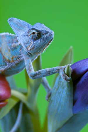 Beautiful big chameleon sitting on a tulipの写真素材