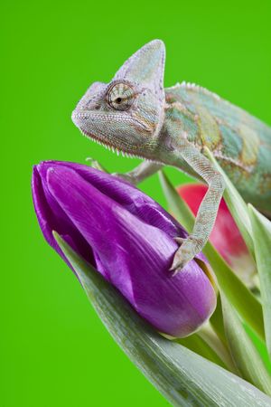 Beautiful big chameleon sitting on a tulipの写真素材