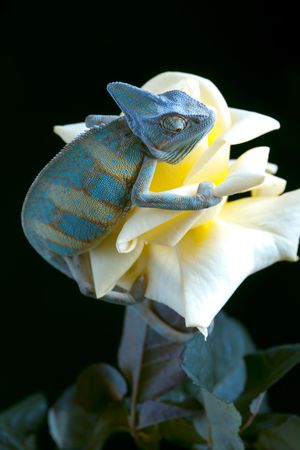 Beautiful chameleonの写真素材