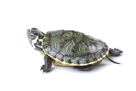 Turtle - isolated on whiteの写真素材