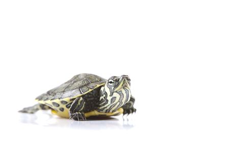 Slow turtleの写真素材