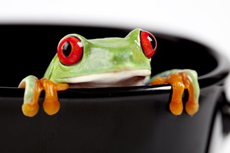 Red eyed tree frog sitting on black cupの写真素材