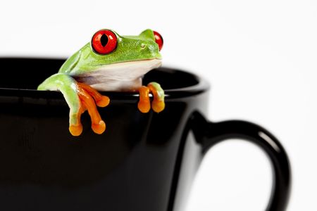 Red eyed tree frog sitting on black cupの写真素材
